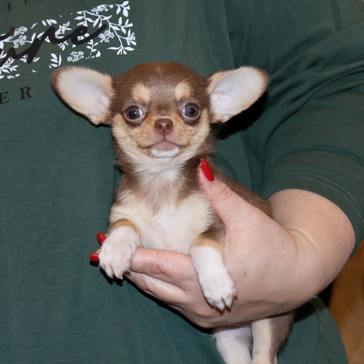 Валентра стар