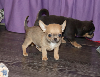 Валентра стар