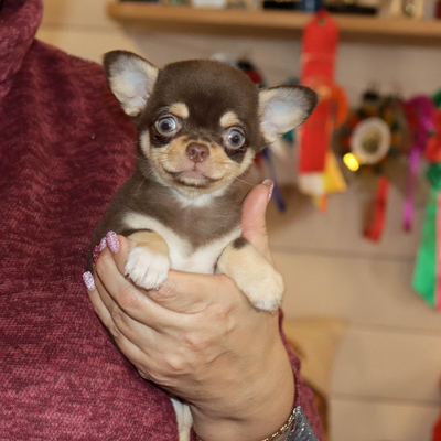 Валентра стар