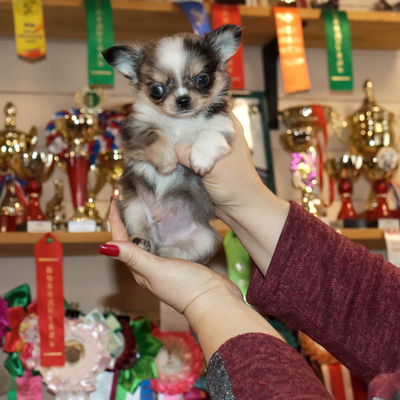 Продается Мраморный чихуахуа