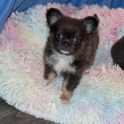 Валентра стар