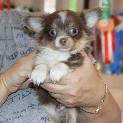 Продается Лиловый чихуахуа