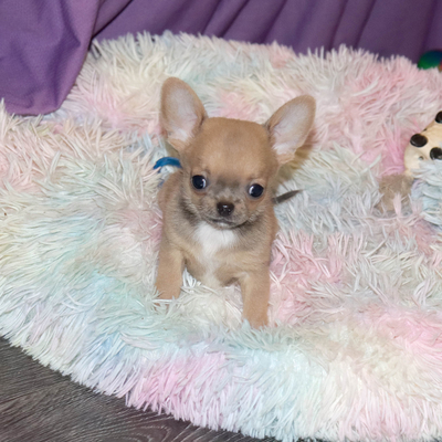 Валентра стар