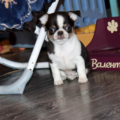 Продается Купить Чихуа в Москве