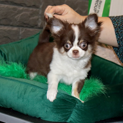 Валентра стар