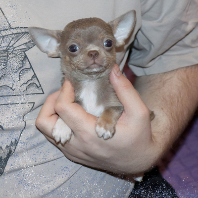 Продается Лиловый чихуахуа