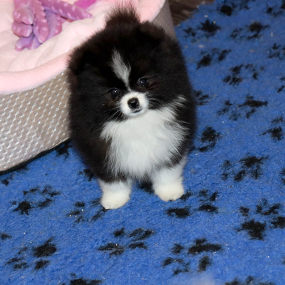 Валентра стар