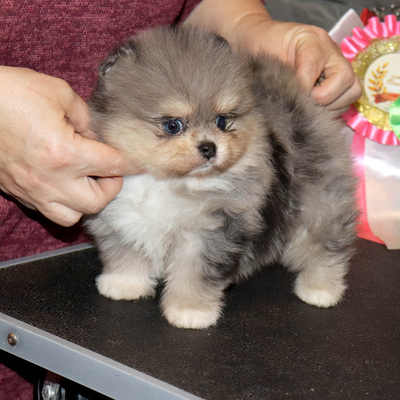 Валентра стар