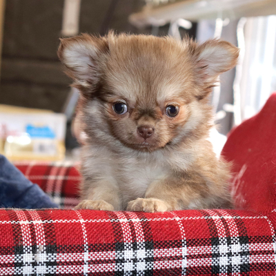 Валентра стар