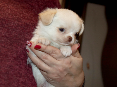 Валентра стар