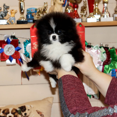 Валентра стар