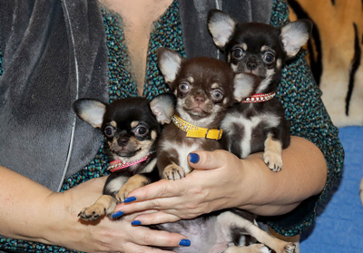 Валентра стар