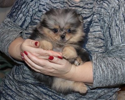 мраморный шпиц, шпиц мерле, купить щенка шпица, купить шпица в Москве