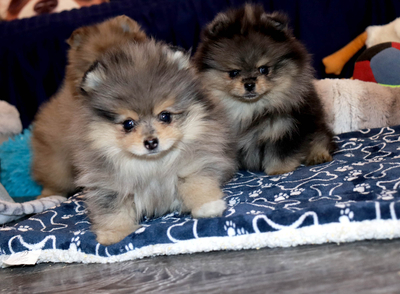 Валентра стар