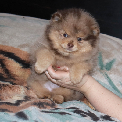 Валентра стар