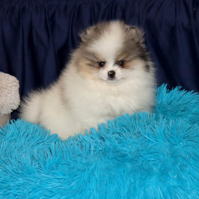 Продается Щенок Шпица