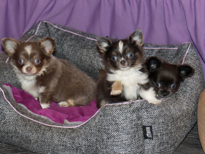 Валентра стар