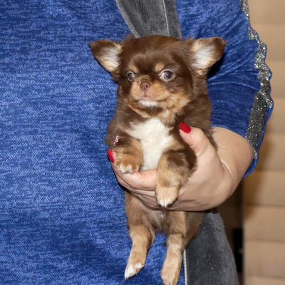 Валентра стар