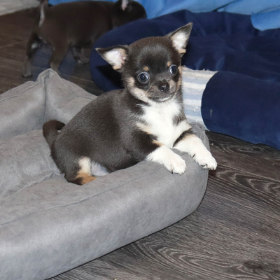 Валентра стар