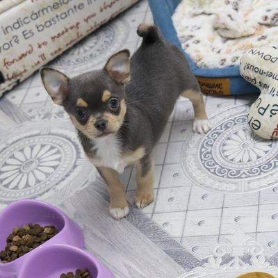 Валентра стар