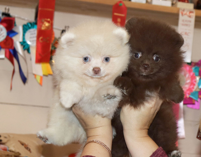 Валентра стар