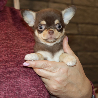 Валентра стар