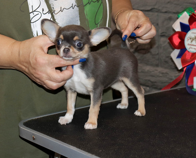 Валентра стар