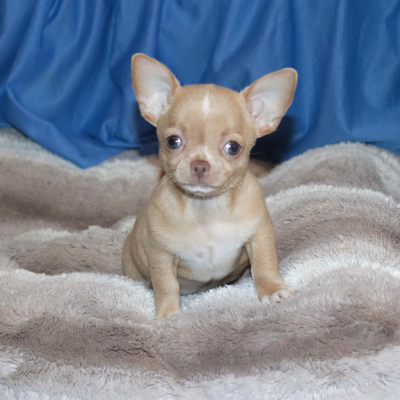 Валентра стар