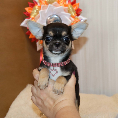 Валентра стар