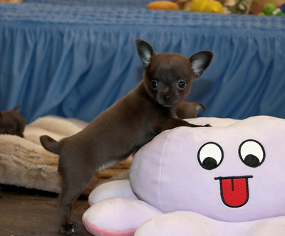 Валентра стар