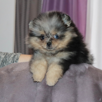 мраморный шпиц, шпиц мерле, купить щенка шпица, купить шпица в Москве