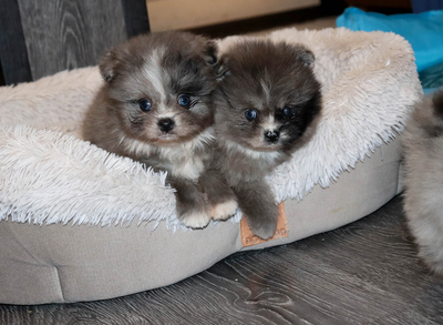 Валентра стар