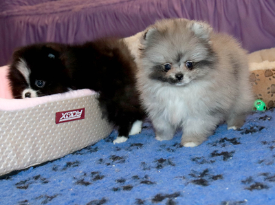 Валентра стар