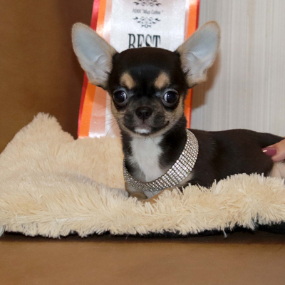 Валентра стар