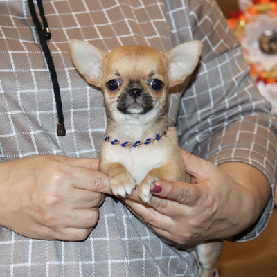 Валентра стар