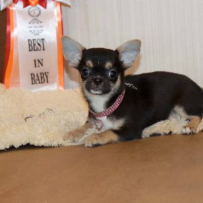 Валентра стар