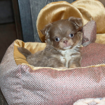 Продается Лиловая чихуахуа