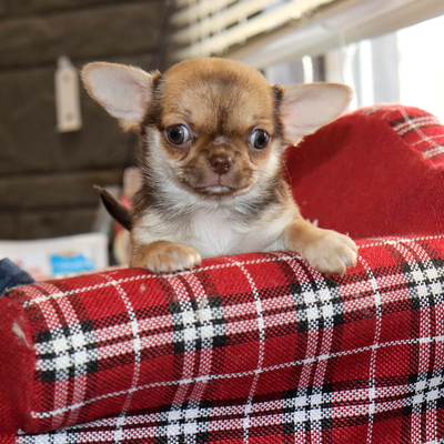 Продается Чихуахуа Бэби-Фэйс