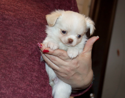 Валентра стар