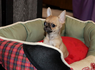 Валентра стар