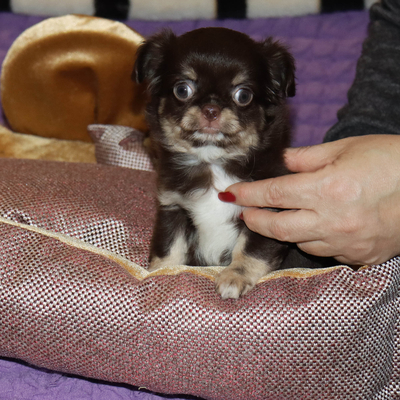 Валентра стар