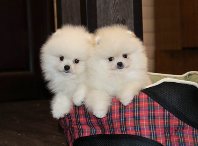 Валентра стар