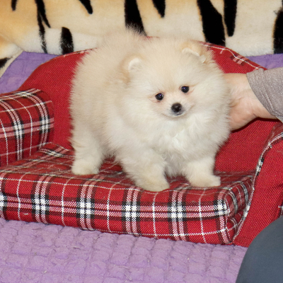 Валентра стар