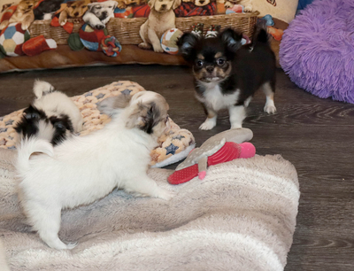 Валентра стар