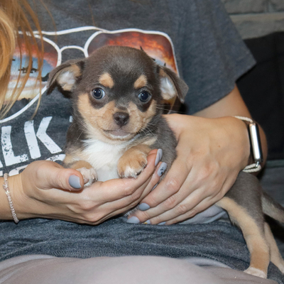 Валентра стар