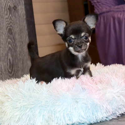 Валентра стар