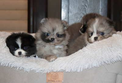 Валентра стар