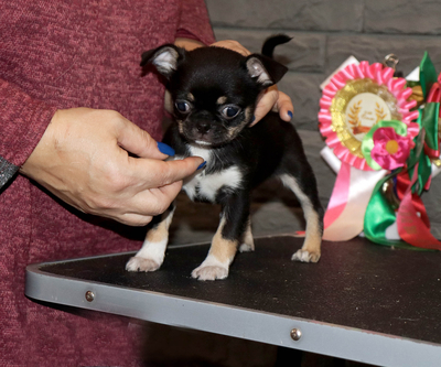 Валентра стар