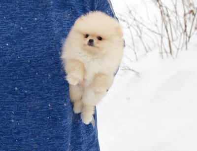 Валентра стар