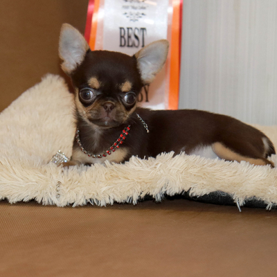 Валентра стар